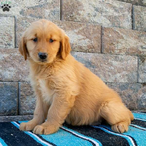 Allie, Golden Retriever Puppy